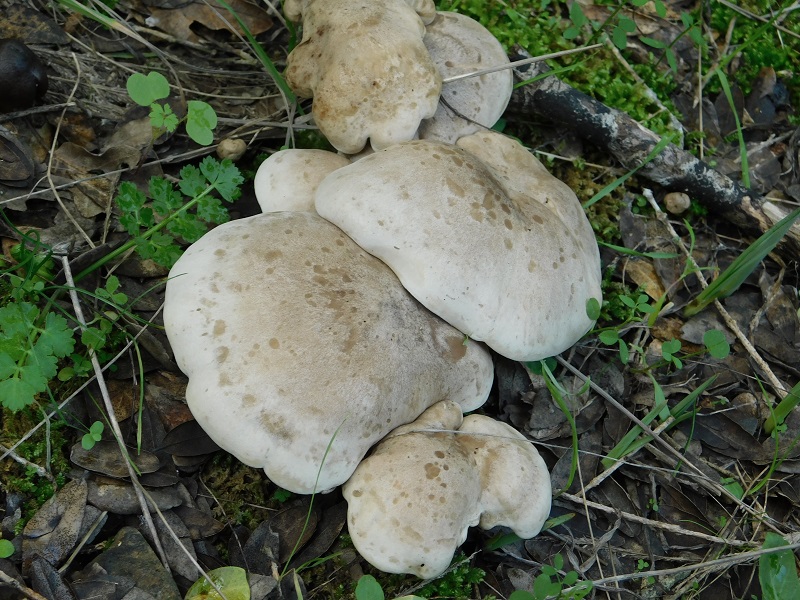 11)Fotogr.il 6.12.2019 bosco misto di latifoglia