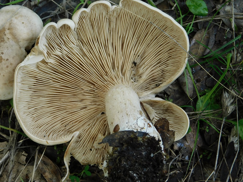 11)Fotogr.il 6.12.2019 bosco misto di latifoglia