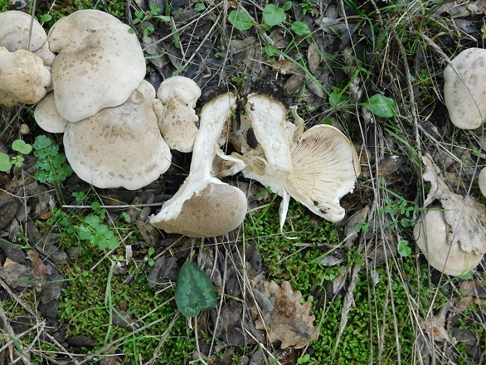 11)Fotogr.il 6.12.2019 bosco misto di latifoglia