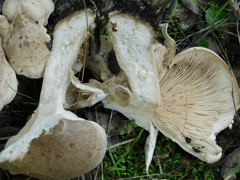 11)Fotogr.il 6.12.2019 bosco misto di latifoglia