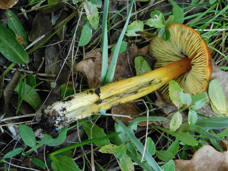 14)Fotogr.il.6.12.2019 bosco misto di latifoglia ultimo del 6.12