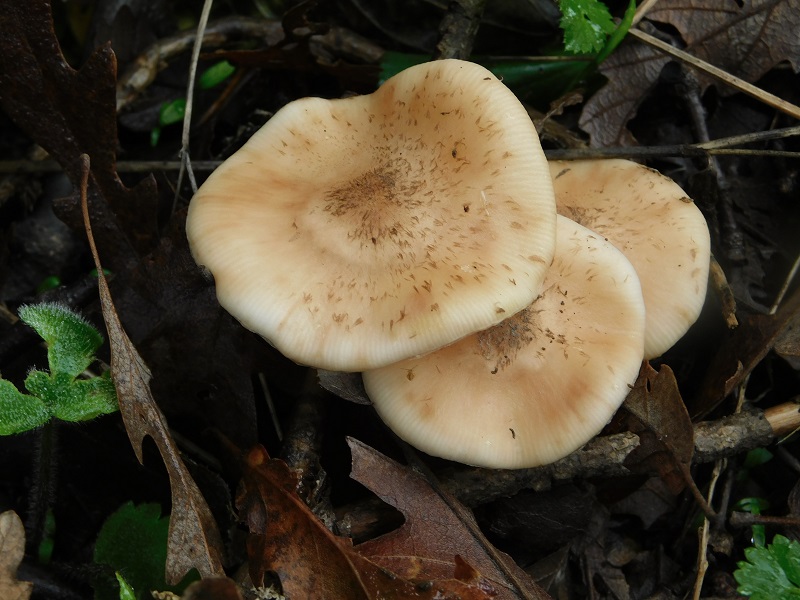 17)Fotogr.il 29.11.2019 bosco misto di latifoglia