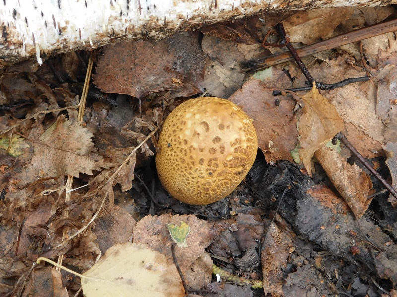 18)Fotogr.il 29 11.2019 bosco misto di latifoglia