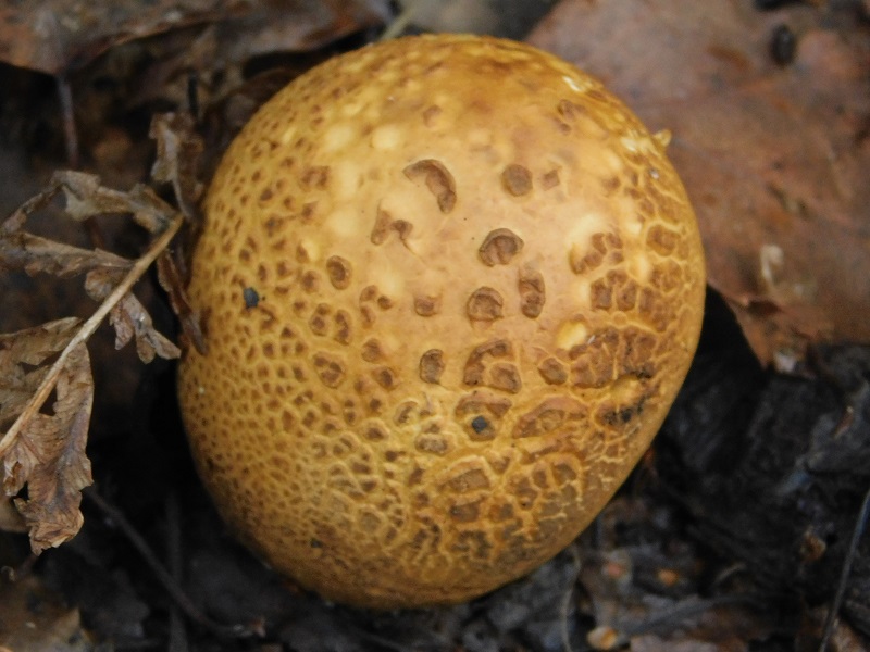 18)Fotogr.il 29 11.2019 bosco misto di latifoglia