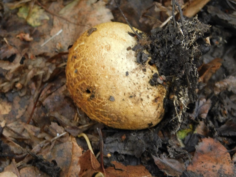 18)Fotogr.il 29 11.2019 bosco misto di latifoglia