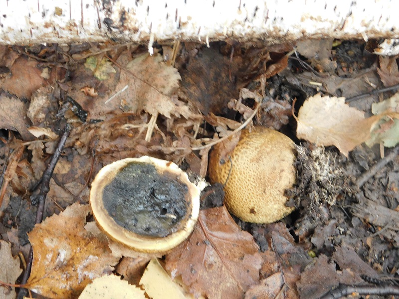 18)Fotogr.il 29 11.2019 bosco misto di latifoglia