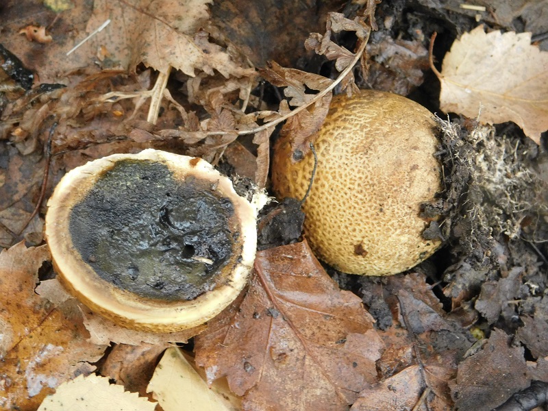 18)Fotogr.il 29 11.2019 bosco misto di latifoglia