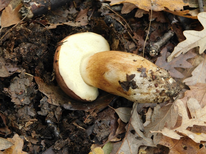 20)Fotogr.il 29.11.2019 bosco misto di latifoglia