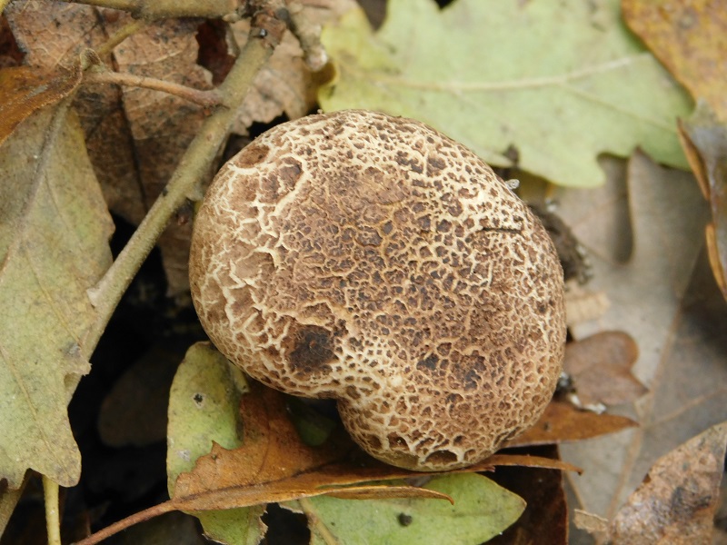 16)Fotogr.il 29.11.2019 bosco misto di latifoglia