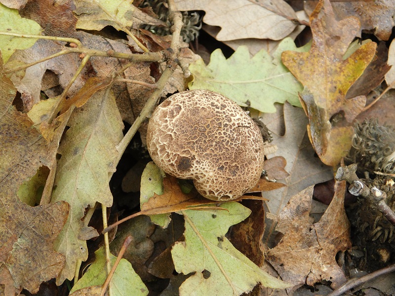 16)Fotogr.il 29.11.2019 bosco misto di latifoglia