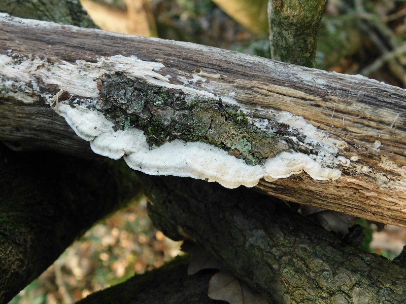 10)Fotogr.il 27.12.2019 bosco misto di latifoglia