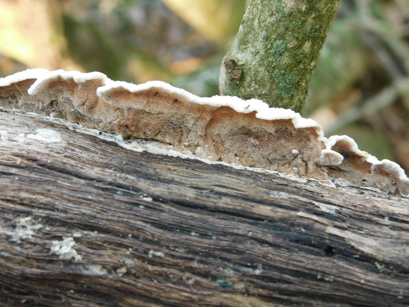 10)Fotogr.il 27.12.2019 bosco misto di latifoglia