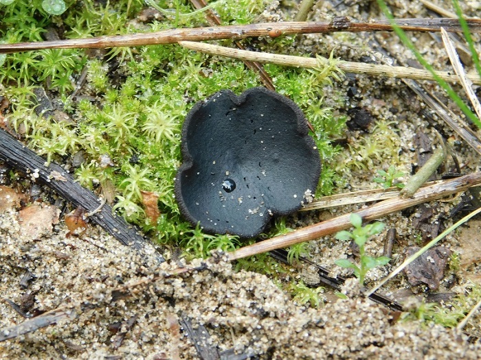 22)Fotogr..il27.12.2019 sotto pineta marina con Leccio ultimo del.27.19