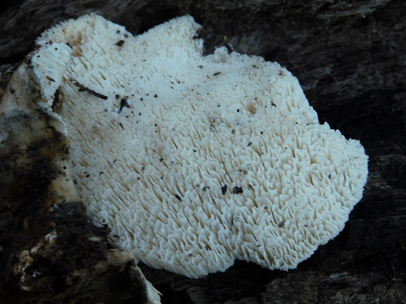 5)Fotogr.il 28.12.2019 bosco di Quercia lignicolo ultimo del 28.12