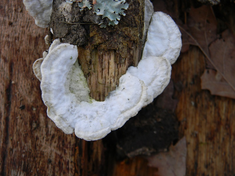 1)Fotogr.il 25.01.2019.sotto Quercialignicolo