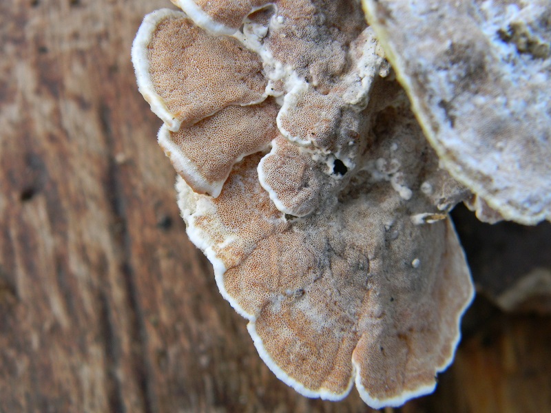 1)Fotogr.il 25.01.2019.sotto Quercialignicolo