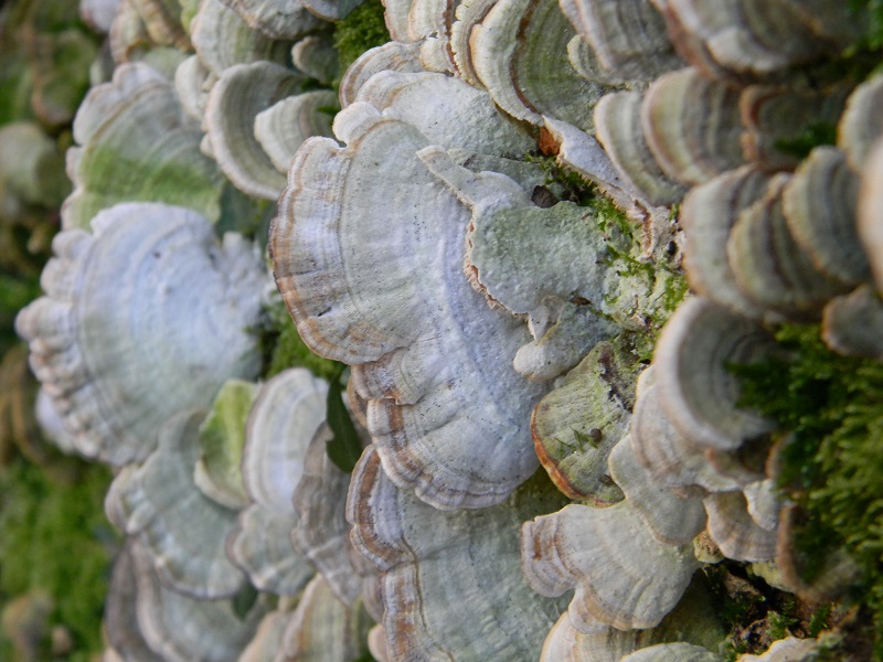 2)Fotogr.il 25.01.2019.sotto Quercia lignicolo ultimo del 25.01.