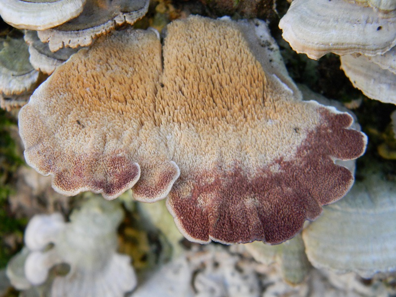 2)Fotogr.il 25.01.2019.sotto Quercia lignicolo ultimo del 25.01.