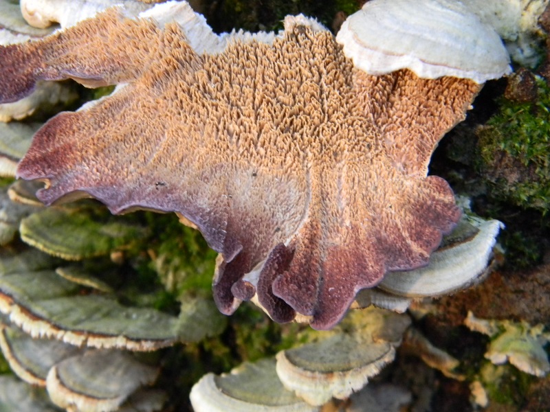 2)Fotogr.il 25.01.2019.sotto Quercia lignicolo ultimo del 25.01.