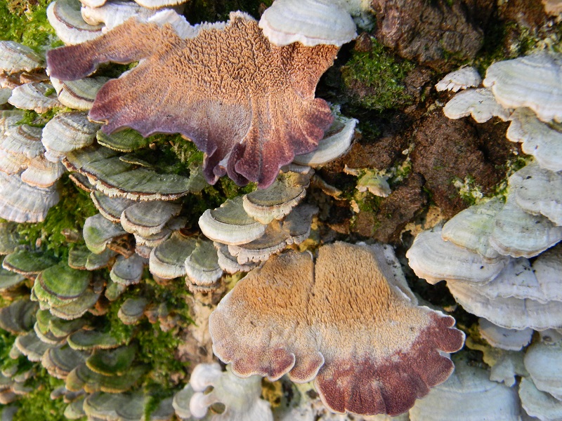 2)Fotogr.il 25.01.2019.sotto Quercia lignicolo ultimo del 25.01.