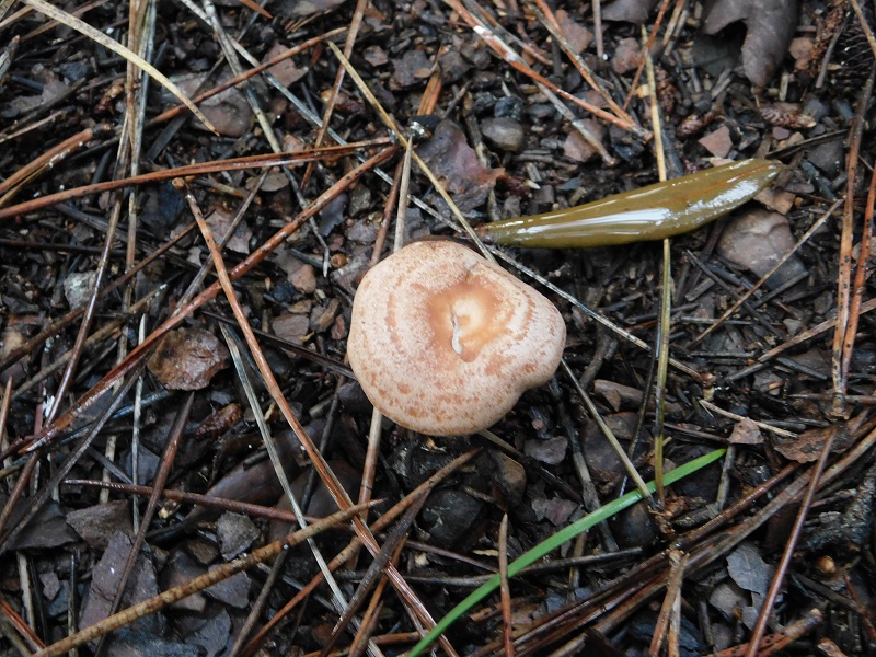 13)Fotogr.il 3.12.2019 sotto pineta marina con Leccio