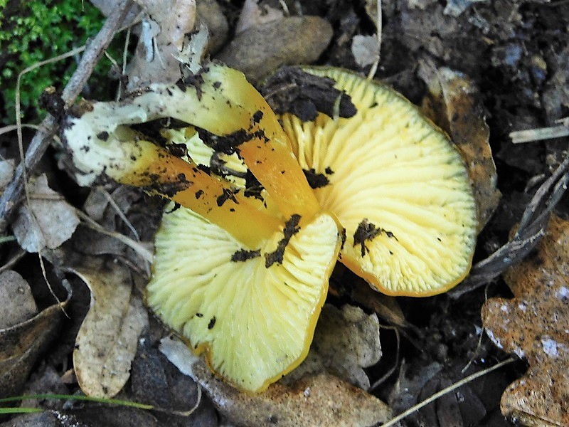 1)Fotogr.il 6.12.2019 bosco misto di latifoglia