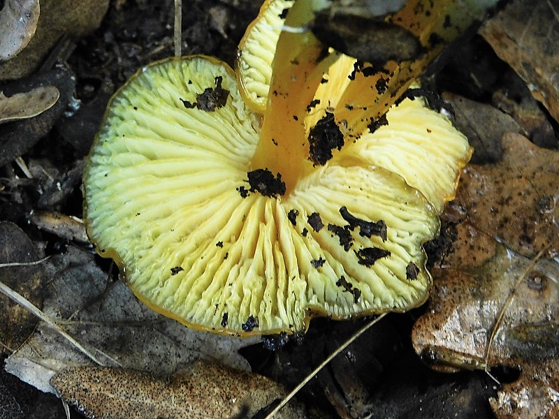 1)Fotogr.il 6.12.2019 bosco misto di latifoglia