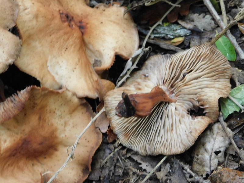 3)Fotogr.il 6.12.2019 bosco misto di latifoglia