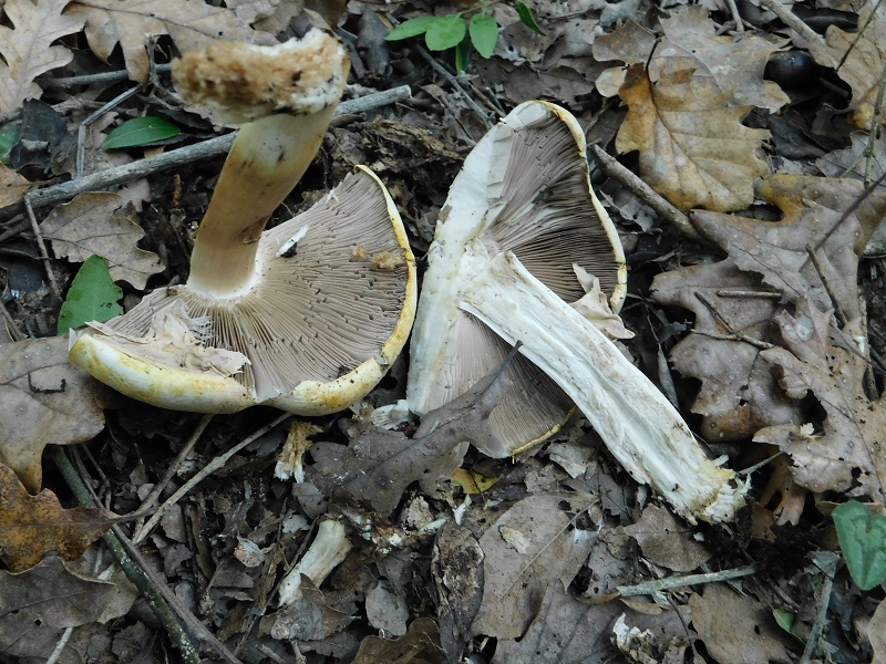 4)Fotogr.il 6.12.2019 bosco misto di latifoglia