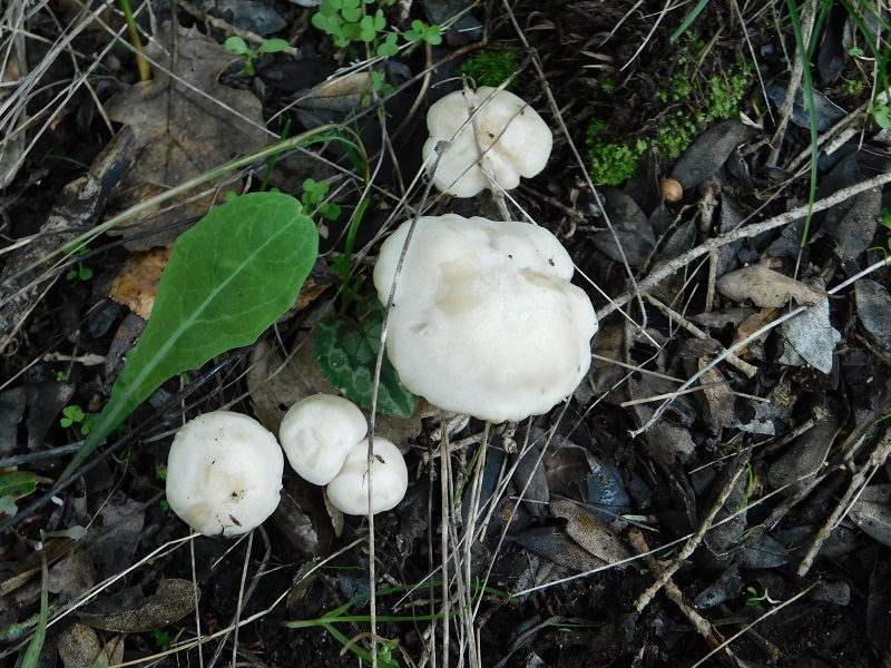 8)Fotogr.il 6.12.2019 bosco misto di latifoglia