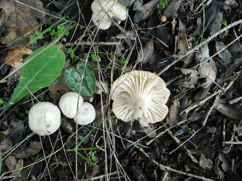 8)Fotogr.il 6.12.2019 bosco misto di latifoglia