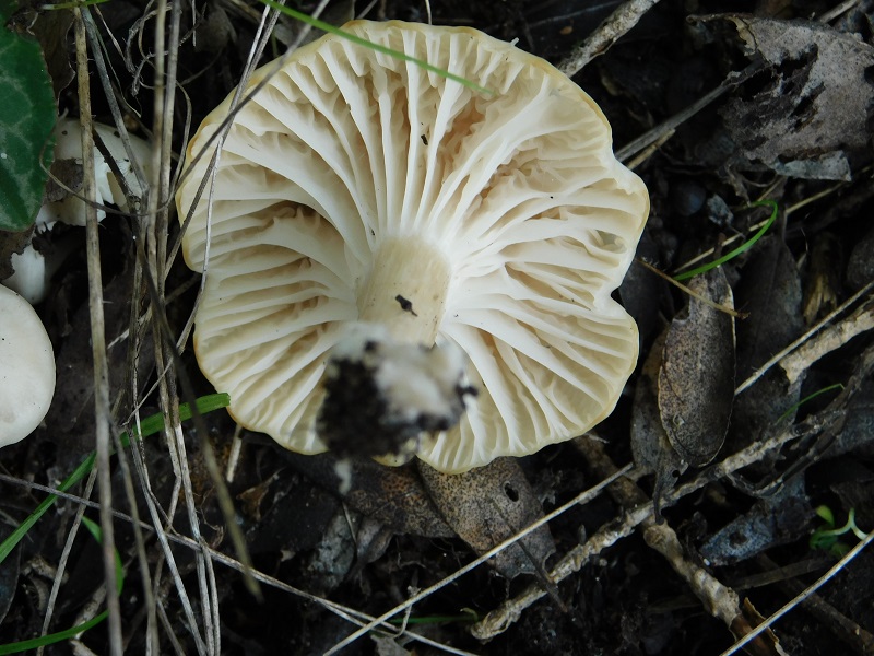 8)Fotogr.il 6.12.2019 bosco misto di latifoglia