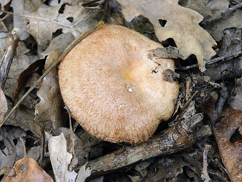 9)Fotogr.il 6.12.2019 bosco misto di latifoglia