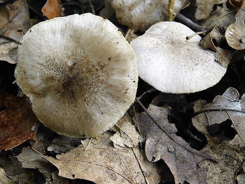 10)Fotogr.il 6.12.2019 bosco misto di latifoglia