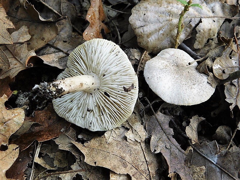 10)Fotogr.il 6.12.2019 bosco misto di latifoglia