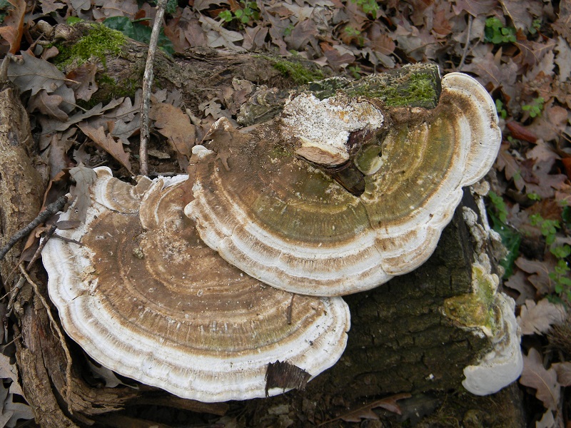 2)Fotogr.il 19.03.2019 lignicolo di Quercia