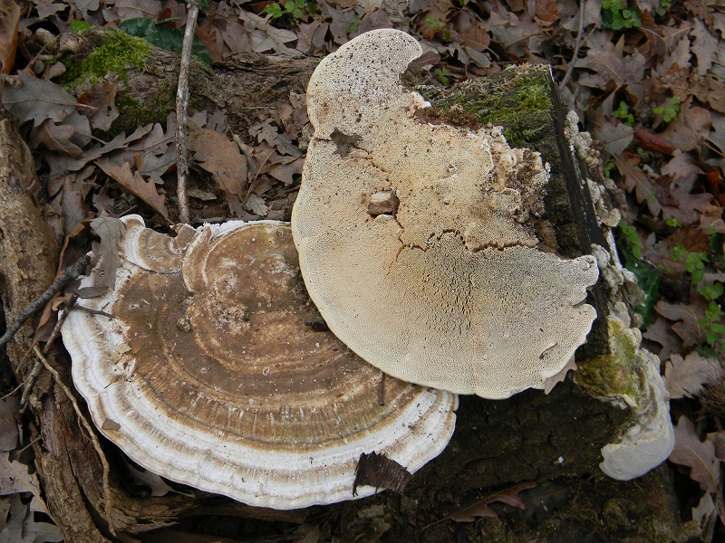 2)Fotogr.il 19.03.2019 lignicolo di Quercia