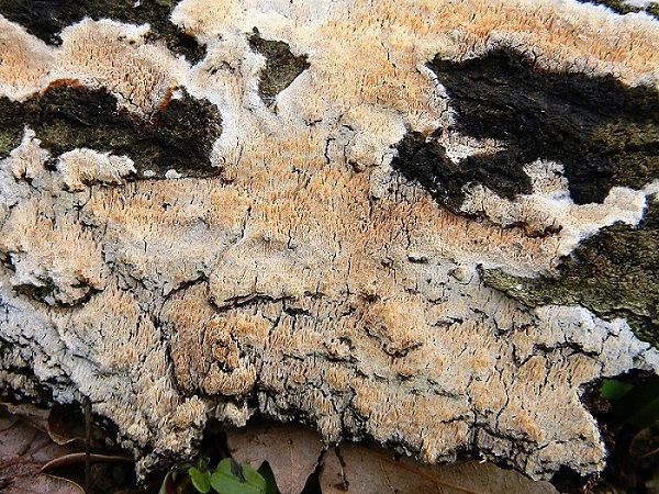 3)Fotogr.il 19.03.2019.lignicolo di Quercia