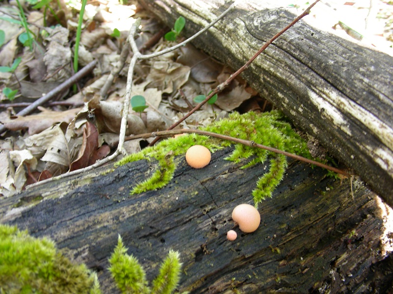 2)Fotogr.il.20.04.2019 lignicolo