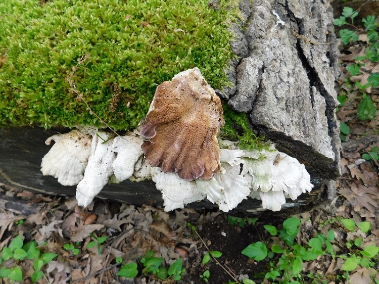 1)Fotogr.il 26.04.2019 sotto Quercia