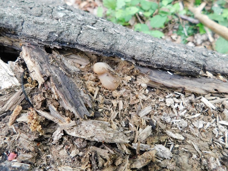 4)Fotogr.il 26.04.2019.sotto Quercia