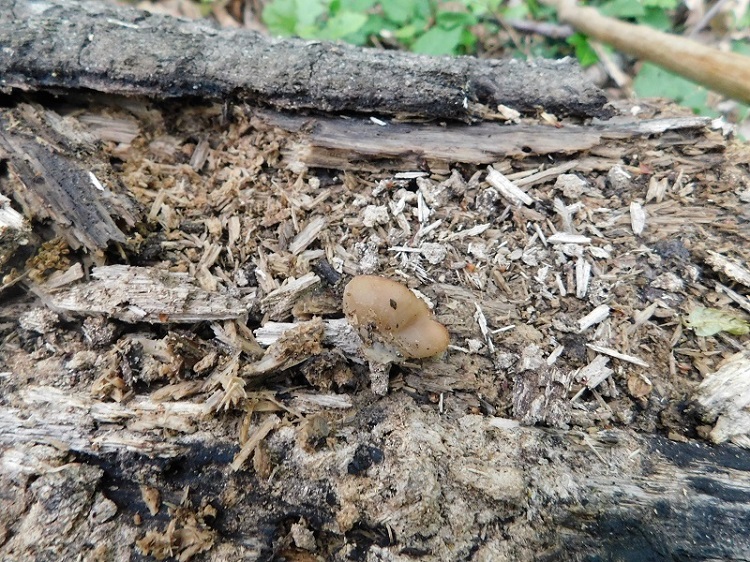 4)Fotogr.il 26.04.2019.sotto Quercia