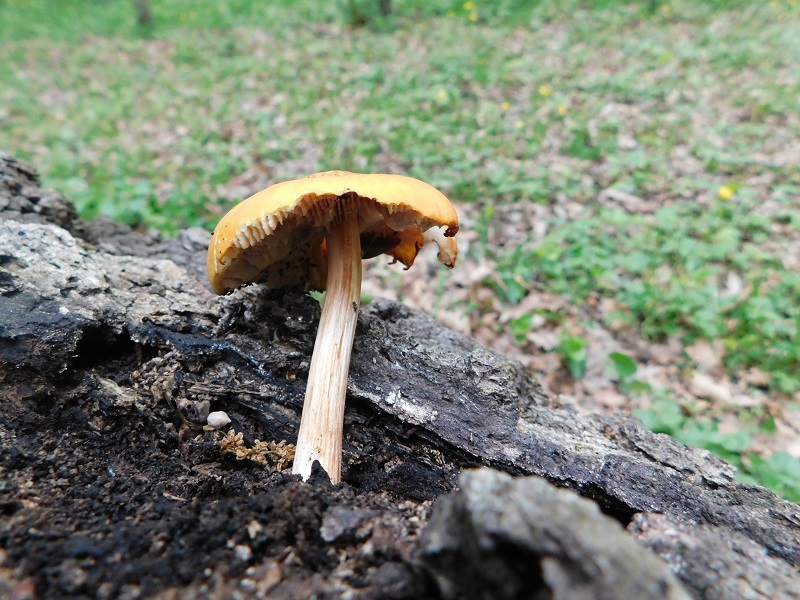 2)Fotogr il 26.04.2019.sotto Quercia