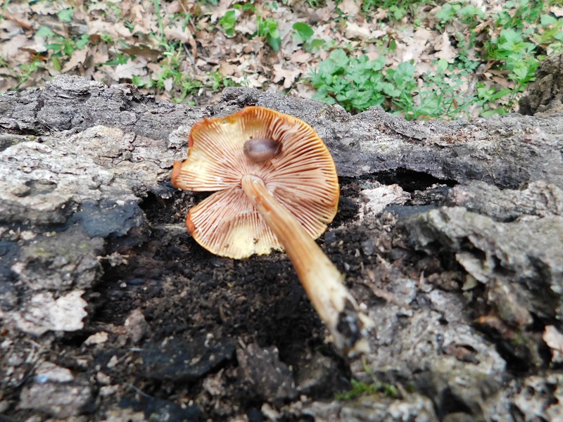 2)Fotogr il 26.04.2019.sotto Quercia
