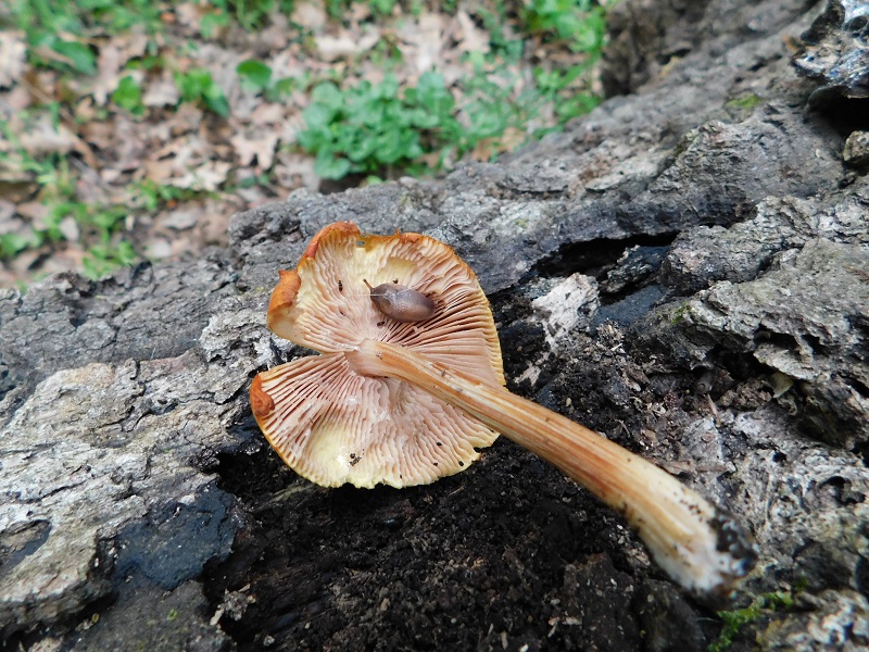 2)Fotogr il 26.04.2019.sotto Quercia