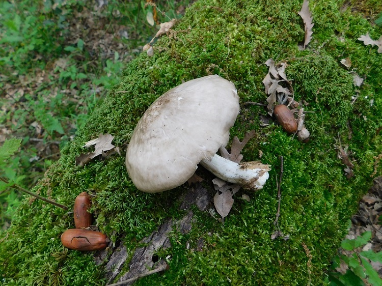 11)Fotogr.il 26.04.2019 sotto Quercia
