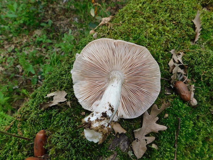 11)Fotogr.il 26.04.2019 sotto Quercia