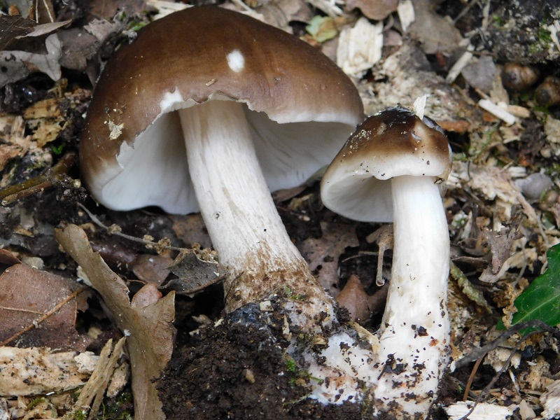 12)Fotogr il 26.04.2019 sotto Quercia