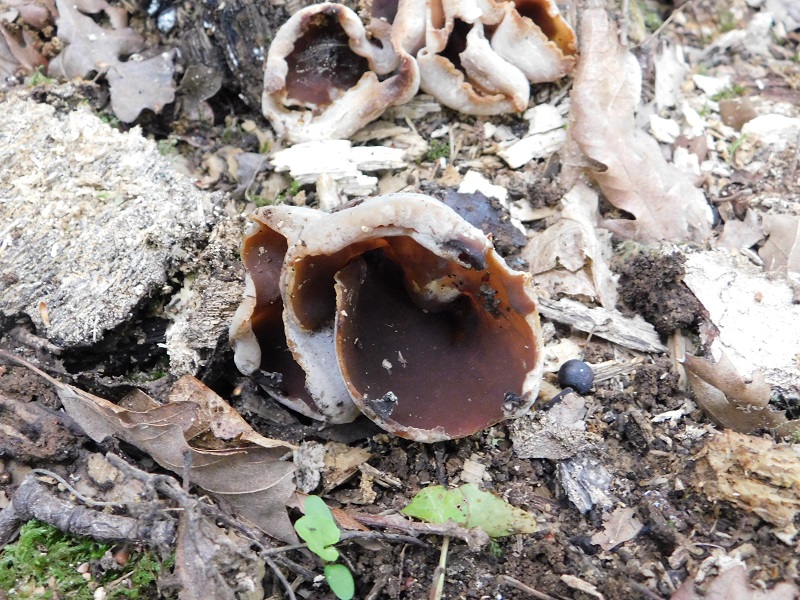 7)Fotogr.il 26.04.2019.sotto Quercia