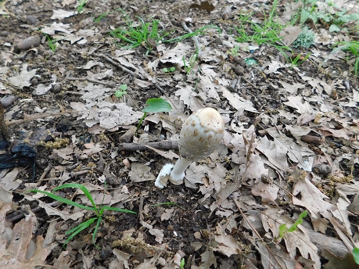 14)Fotogr.il 26.04.2019.sotto Quercia ultimo del 26.04